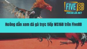 Đá Gà WS168 – Đấu Trường Rực Lửa Cho Đam Mê Bất Tận